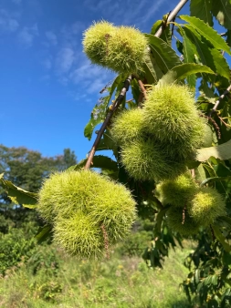 American Chestnut Sale 2022