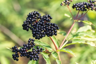 Elderberry plant with berries