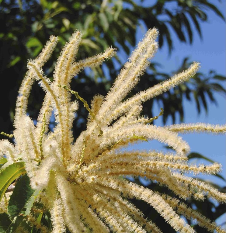 american chestnut seedlings available 2020a