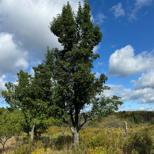 Callery pear tree