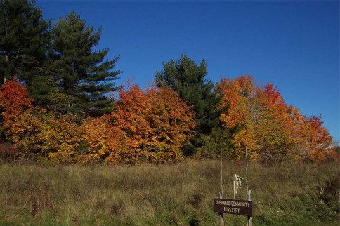 Forest Commissioners Grove