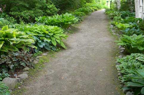 Hosta Collection