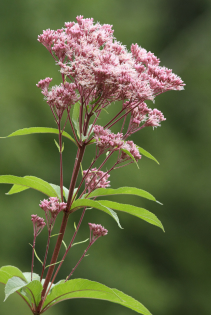 Joe Pye Weed