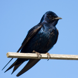 Purple Martin