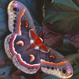 cecropia moth