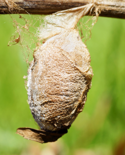 cecropia moth cocoon